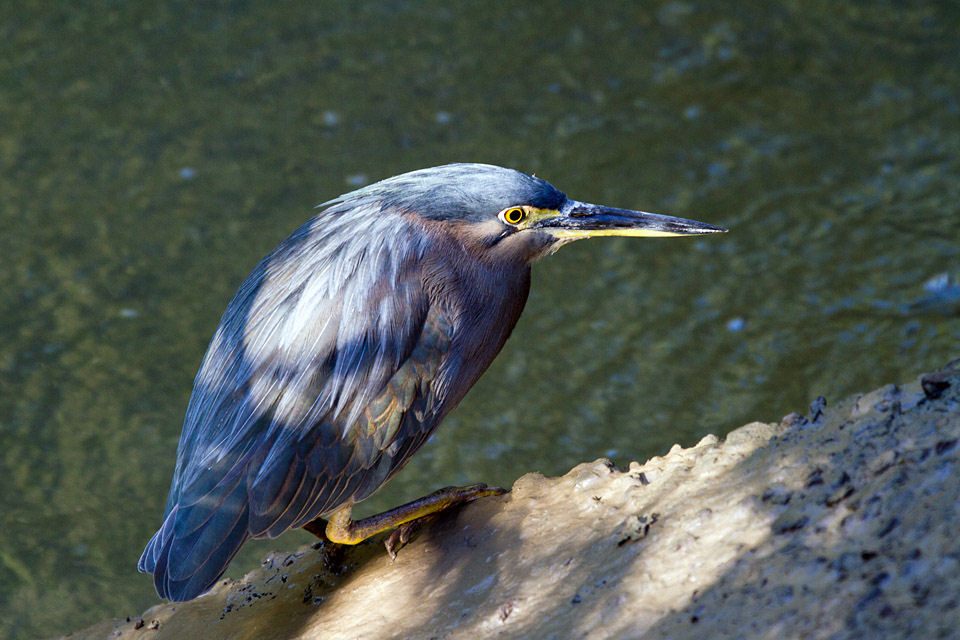 Striated Heron (Butorides striatus)